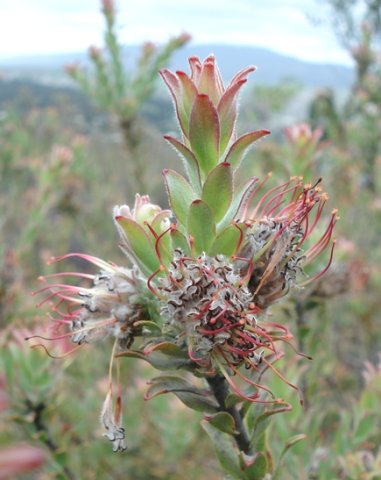 Leucospermum calligerum stem growth taking over